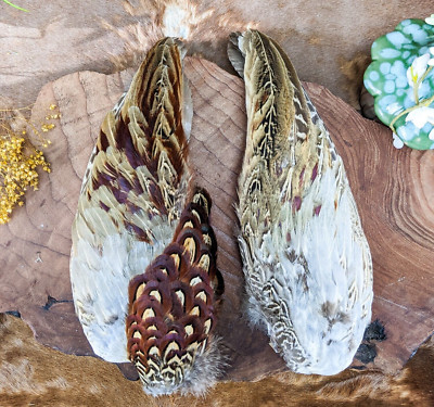 Pheasant Wings Pair Feather smudge oddities Decorative Curiosities craft gift