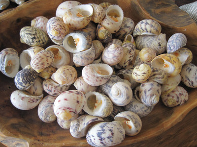Beach Decor Bleeding Teeth Shells (5) - Bleeding Teeth Shell - Seashell ...
