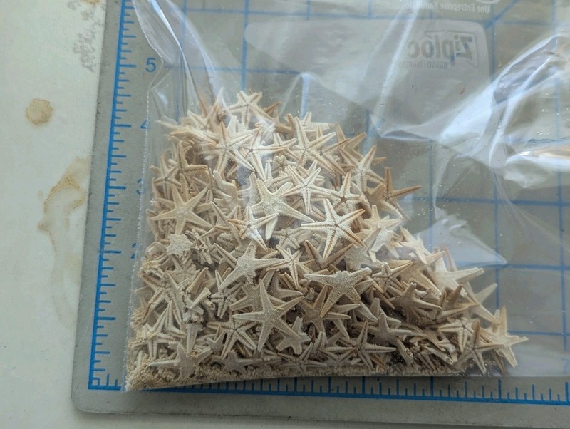 10 Miniature Mini Natural Starfish Tan