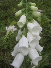 DIGITALIS FOXGLOVE ALBA WHITE 0.8 GRAM APPROX 8000 SEEDS PERENNIAL