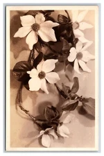 RPPC Dogwood Flower Blossoms UNP Postcard K17