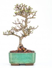 Bonsai Zelkova serrata Shohin 21cm  