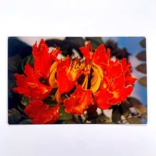 Postcard Hawaii HI African Tulip Tree Flower Blossom 1960s Unposted Chrome
