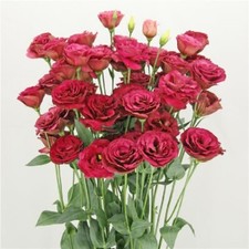 Lisianthus Seeds Lisianthus Arosa 3 Red Cut Flower