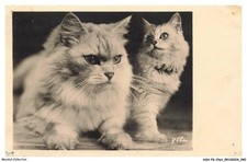 ASHP6-0341-GATTO - Due Gatti Persiani