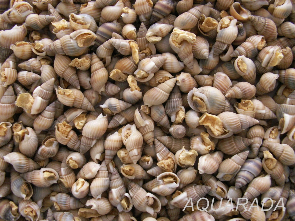 AQUARADA Futterschnecken 150g Cichlidenfutter Krebse Schmerlen Seewasser Kugelfische