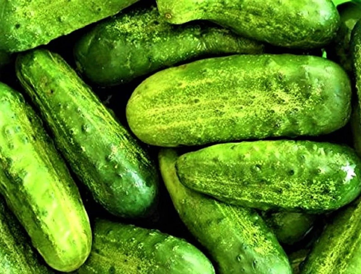 Wisconsin SMR-58 Pickling Cucumber Seeds 50 Seeds --BUY 4 ITEMS FREE  SHIPPING | eBay