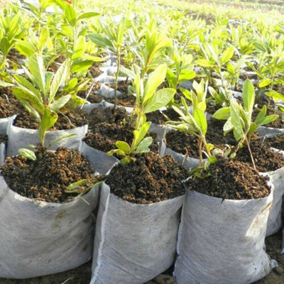 pot bolsas for plants