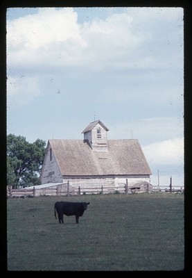 SL20 Slide Omaha 1970 s  Farm Barn Cow Rural Americana Livestock 637a