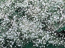 BABY'S BREATH 1000 SEEDS NEWLY HARVESTED, BEAUTIFUL SNOW LIKE BLOOMS