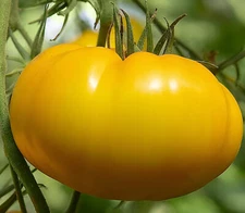 80 Heirloom Giant Yellow Belgium Tomato Seeds - Up to 2LBs, Sweet, Low Acid!!!