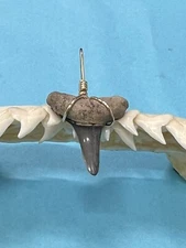 SHARK TOOTH PENDANT…3/4 Inch LEMON Shark Tooth from Venice Florida 