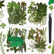 Nuanchu Pressed Flowers Bulk Dried Flower for Crafts, Dried Flower Leave 