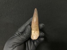 Genuine Dinosaur Tooth Spinosaurus Aegyptiacus 94 mm Fossil from Morocco!!