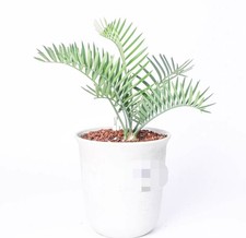 vaso 21 cm Encephalartos princeps WYSIWYG radice propria