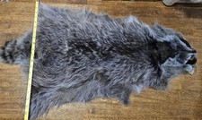 Blue hue Raccoon Hide, Pelt, Tanned