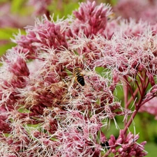 1000 JOE PYE WEED Seeds (Eutrochium purpureum) Perennial Flowering Bush Plant