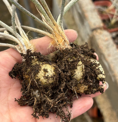 3pcs 2-3cm Caput-medusae Astrophytum RootTuber Succulent Cactus plants