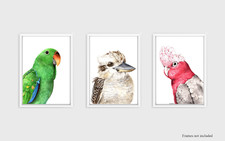 Watercolour Bird Portrait Print Set - kookaburra, galah, eclectus parrot