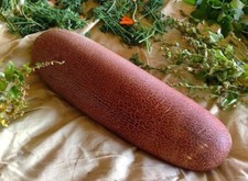 Gagon cucumber from Bhutan - Cucumis sativus - 5+ seeds