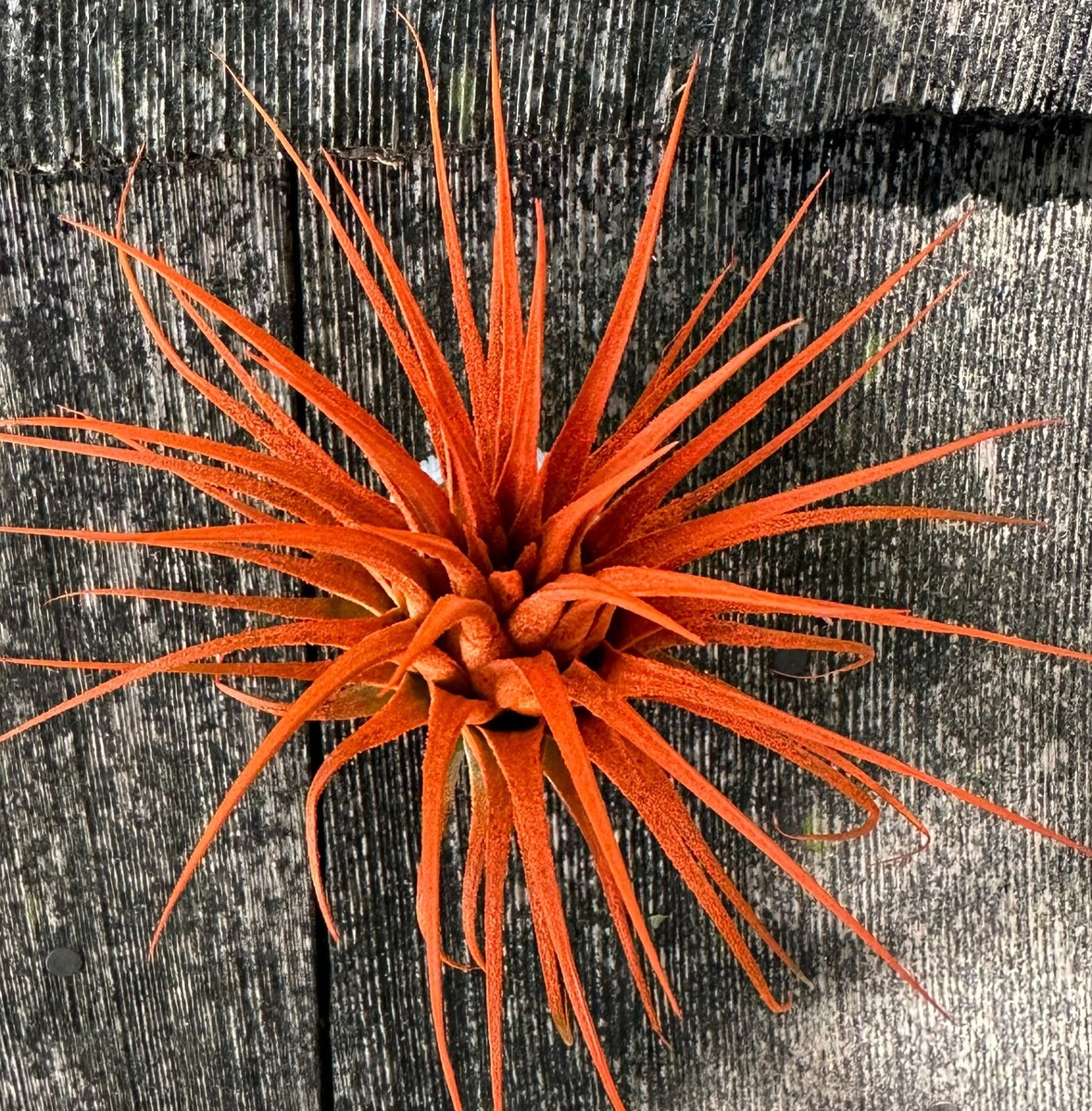 ブロメリア・エアープランツ Tillandsia ionantha Orange T'S TROPICALS Tillandsia - ionantha 'Orange' ex. BH - Air Plant Decor