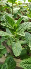 Mjito Mint Plant 5 bare root mint live plant.