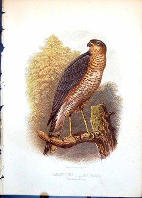 Antiker Druck Spatz-Falke Accipiter Nisus zwei Drittel lebensgroßer Baum um 1874 19.