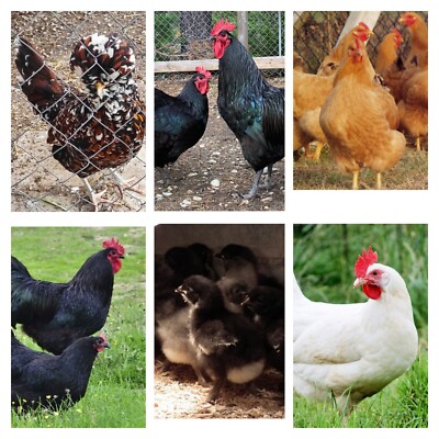 Uova Fertili Di Gallina Di Razza – Da Covare, Sorpresa! (Made In Italy)
