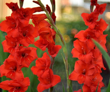 20 - GLADIOLUS RED BUNGA Flower Bulbs  Striking  NEW 50 More Flowering