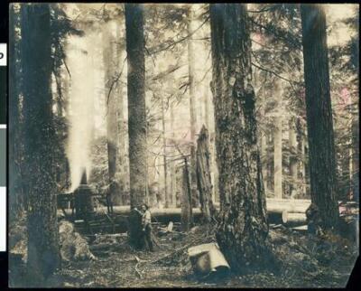 A yarding machine in the woods Oregon Old Photo