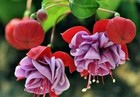 50pcs/bag Fuchsia Seeds Potted Flowers seeds,bonsai seeds.#1226