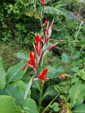 Canna Indica (Arrowroot) 15 Seeds From Puerto Rico