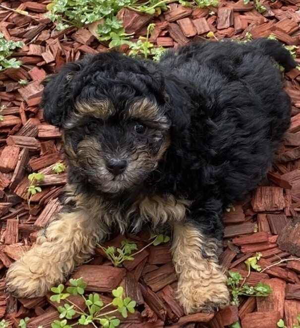 Puppy For Sale Dogs Puppies Gumtree Australia Perth City Area Perth 1255350297