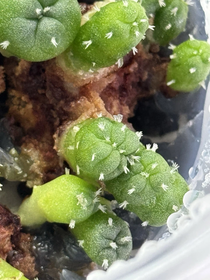 CACTIFANATICI cactus plant flea market Button