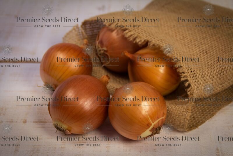 ORGANIC VEGETABLE ONION DENSITY- 600 SEEDS