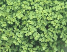 Baby Tears Helxine Soleirolii- 9cm Pot, versatile green carpet- Lot of 3 plants