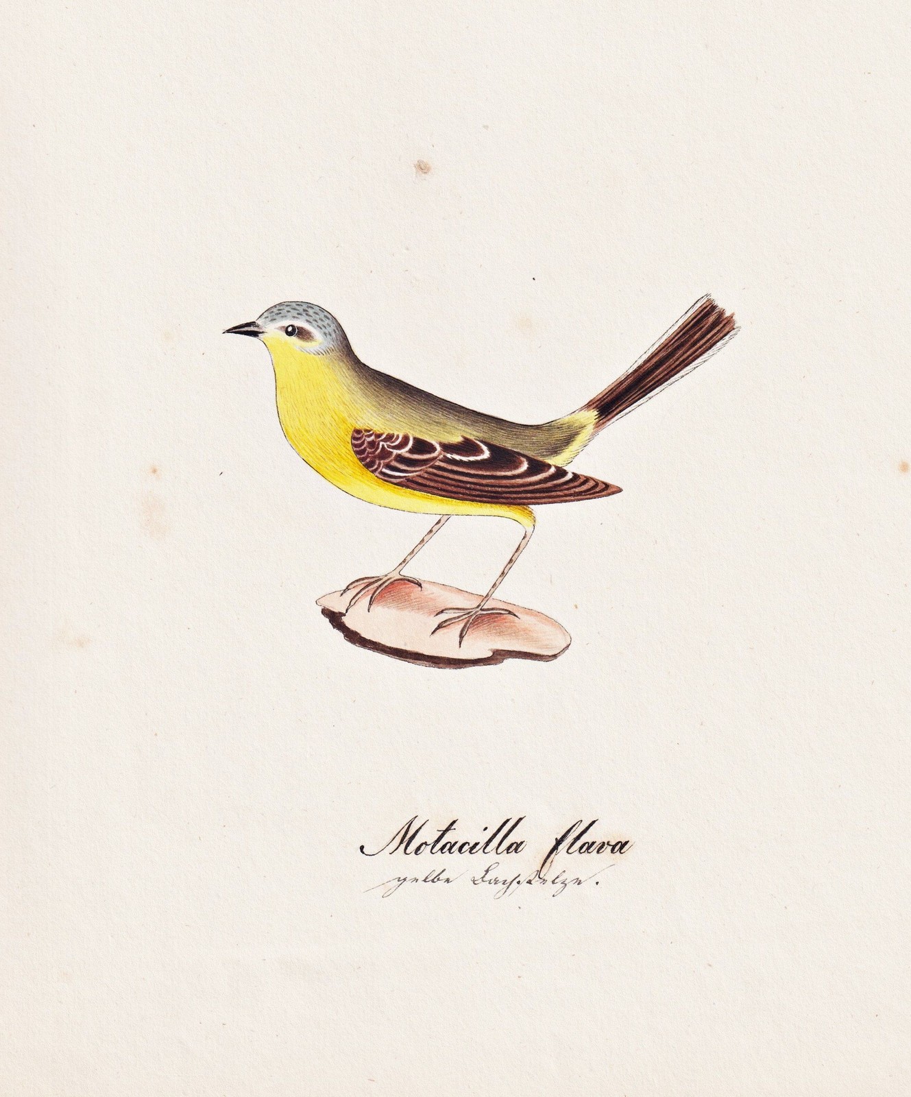 Dibujo De Acuarela De La Lavandera Amarilla Pájaro