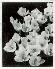 1979 Press Photo Crocus blossoms - lra41189