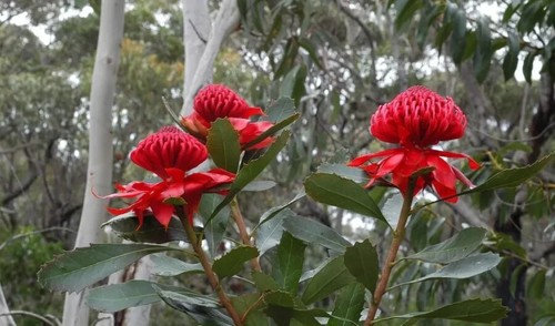 WARATAH 3 SEEDS TELOPEA SPECIOSISSIMA STRIKING NATIVE EXTRA-LARGE BLOOMS - Picture 2 of 3
