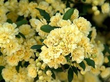Rosa banksiae Lutea in 9cm pot Banksian Rose yellow fragrant rambler thornless