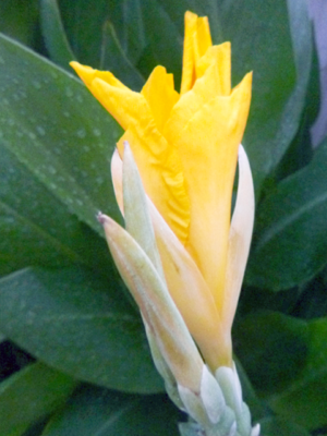 5 Stunning Yellow Flower with Red Speckles Cannaceae-Canna Lily