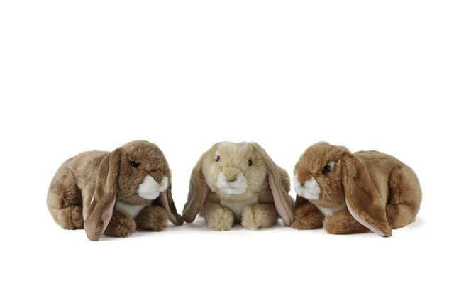 living nature rabbit