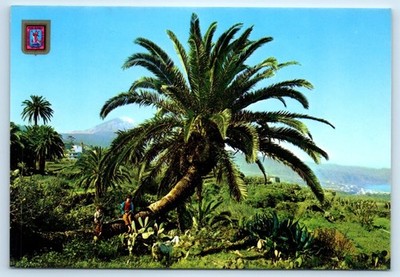 Costa Norte - Tenerife SPAIN 4x6 Postcard