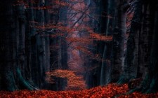 Landscape netherlands forest leaves path nature fall Custom Gaming Mat Desk