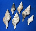 (6) Fossil horse conch Shells Tamiani Formation Sarasota Florida Pliocene Era — photo 1