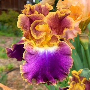 Tall Bearded Iris Rhizome "FANCY IDEAS"  Keith Keppel  2013  LAST ONE!