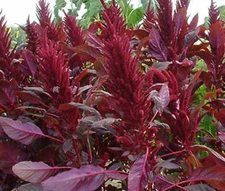 AMARANTHUS RED SPIKE Amaranthus Cruentus - 600 Bulk Seeds