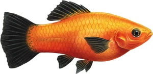 Platy Fish Self Adhesive Vinyl Sticker