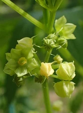 Cyclanthera pedata | Stuffing Cucumber | Slipper Gourd | Achocha | 20_Seeds