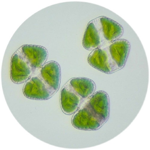 10 PIEZAS Diapositivas de Microscopio Preparadas en Muestra de Algas para Enseñanza e Investigación - Imagen 7 de 7